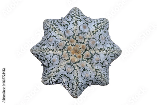 Fototapeta Astrophytum asterias superkabuto star-shape isolated on transparent background png file
