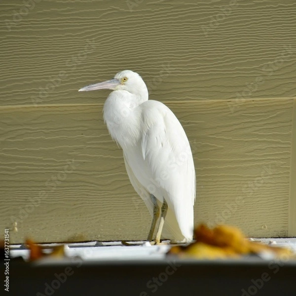 Obraz Eastern reef egret perched on a rooftop