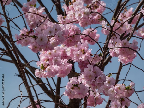 Fototapeta Close-up of the cherry blossom or japanese pink sakura flowering with pink flowers in springtime with blue sky in background