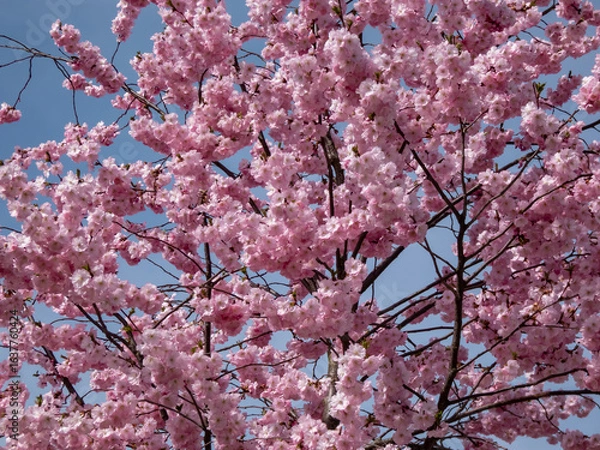 Fototapeta Close-up of the cherry blossom or japanese pink sakura flowering with pink flowers in springtime with blue sky in background