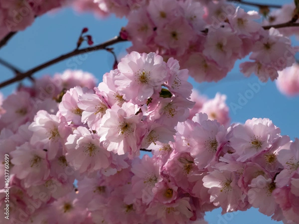 Fototapeta Close-up of the cherry blossom or japanese pink sakura flowering with pink flowers in springtime with blue sky in background