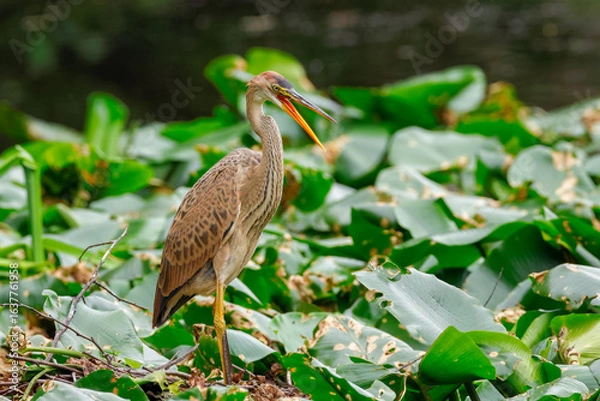 Fototapeta purple heron