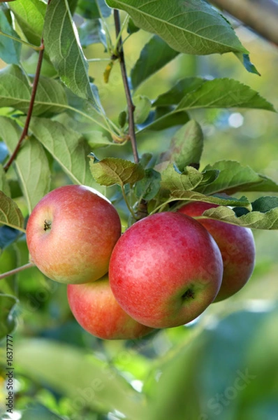 Obraz delicious apples