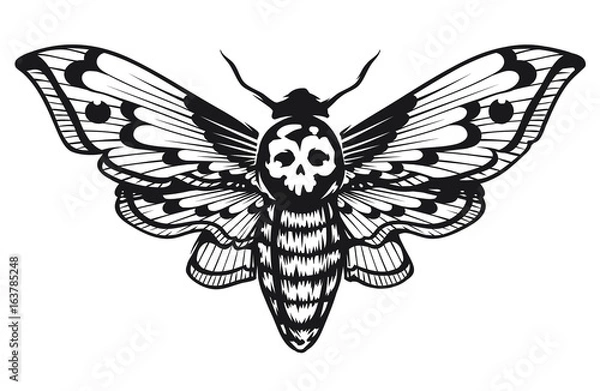 Obraz Deaths Head Hawk Moth