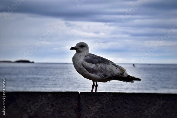 Fototapeta Saint Malo