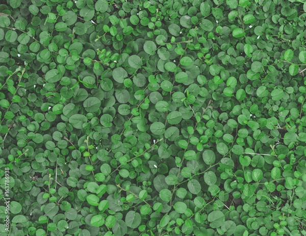 Obraz green leaf background