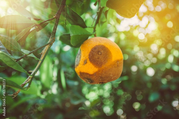 Obraz Rotten orange on the tree