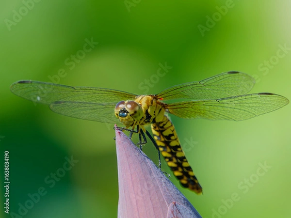Fototapeta 蓮の蕾にとまるハラビロトンボのメス