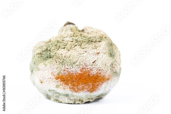 Obraz rotten and moldy orange