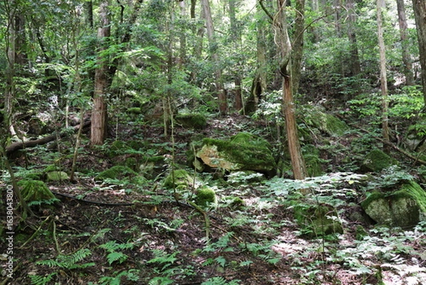 Fototapeta 奥津渓谷の苔むした木々