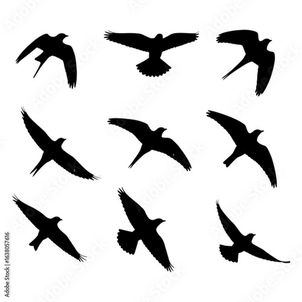 Obraz Nine black bird silhouettes in various flight poses on white background flying wings