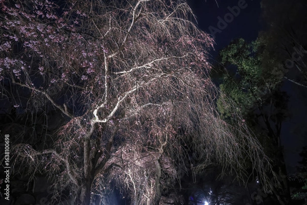 Fototapeta March 28 2025 Illuminated Cherry Blossom Tree Captured at Night with a Scenic