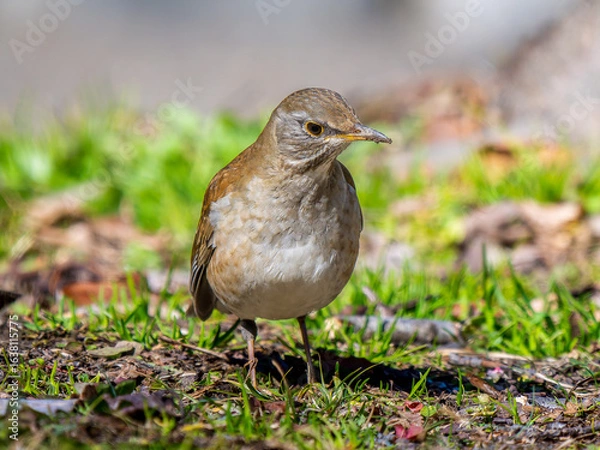 Fototapeta 地面を歩くシロハラ