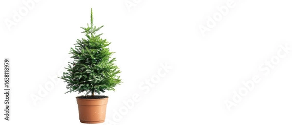 Obraz A vibrant potted Christmas tree adorned with lush green foliage, set against a plain backdrop, symbolizing festive spirit and holiday cheer, ideal for seasonal decor and celebrations