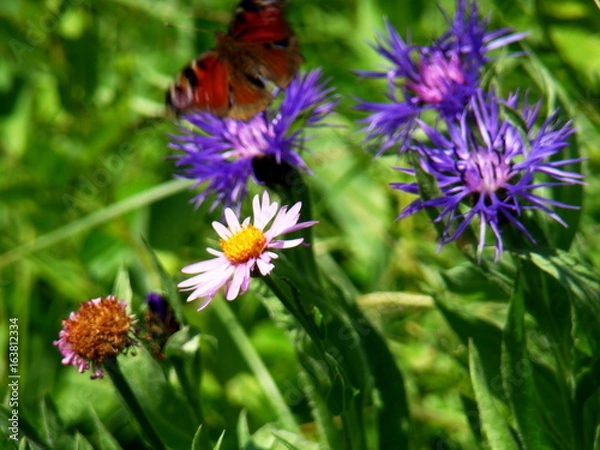 Obraz Inachis Io in move