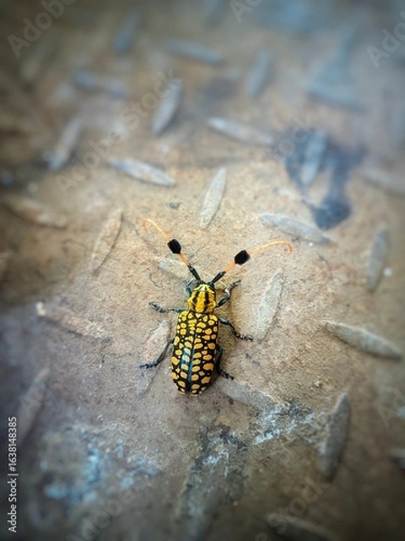 Obraz "Golden Mosaic Longhorn Beetle, a bright yellow and black with a striking orange beard, a rare photograph."