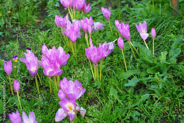 Fototapeta spring crocus flowers