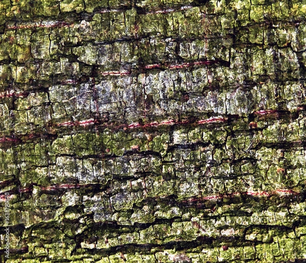 Fototapeta tree bark texture