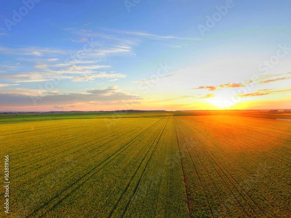 Obraz Sunset over canola field