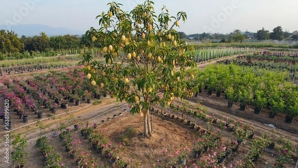 Fototapeta Fruit tree surrounded by vibrant flowers in a nursery during early morning light