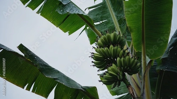 Fototapeta Green bananas grow in a tropical garden under the cloudy sky with raindrops on large leaves