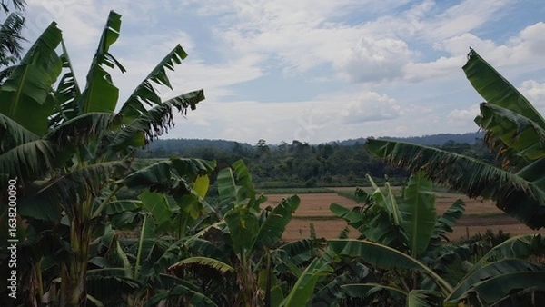 Fototapeta Lush banana trees frame a peaceful landscape under a cloudy sky in rural Indonesia during midday