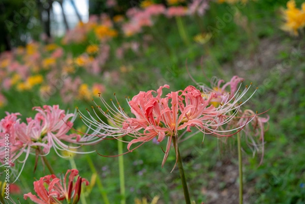 Fototapeta 斜面に咲く桃色の彼岸花