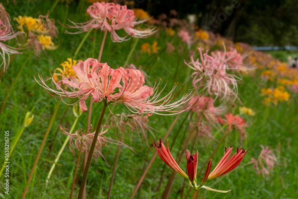 Fototapeta 咲き始めの彼岸花と群生の花畑