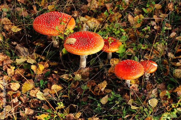 Obraz Under birches there are many poisonous mushrooms of red fly Amanita