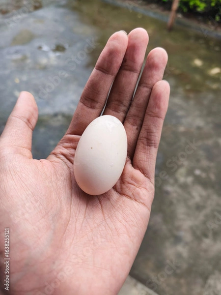 Obraz White Egg on Hand