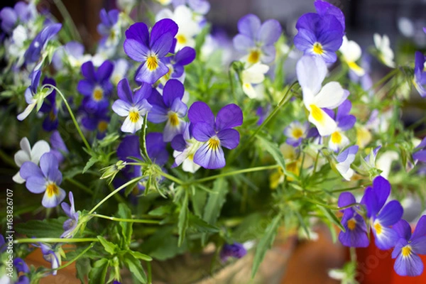 Fototapeta  Field flowers