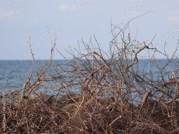 Fototapeta dead tree on the beach