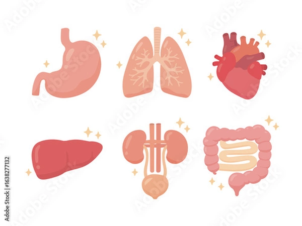 Obraz かわいい手描き風の健康的で元気な内臓セット 胃・肺・心臓・肝臓・腎臓・腸の明るく清潔なイラスト素材
