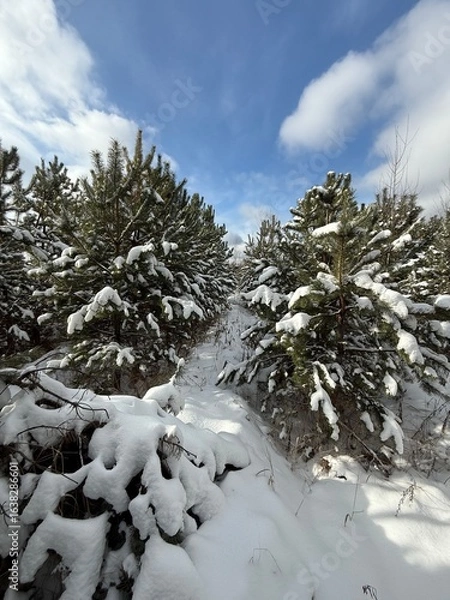 Obraz snow covered trees