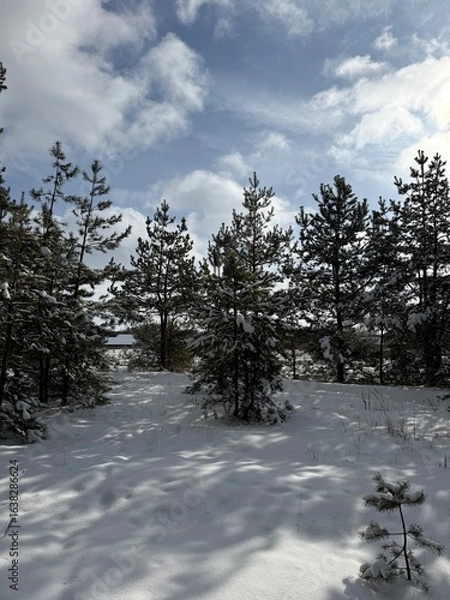 Obraz snow covered trees