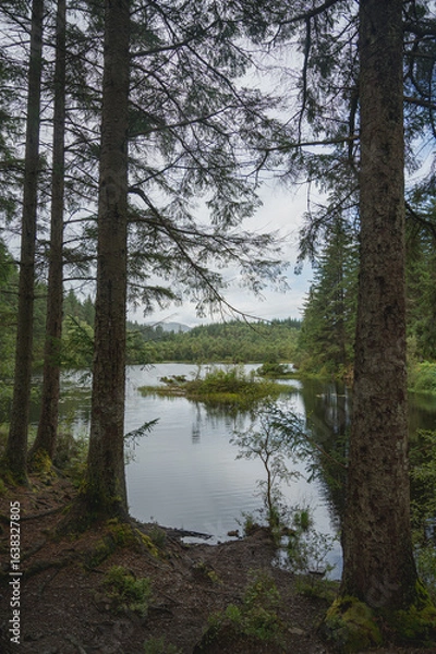 Obraz lake in the forest