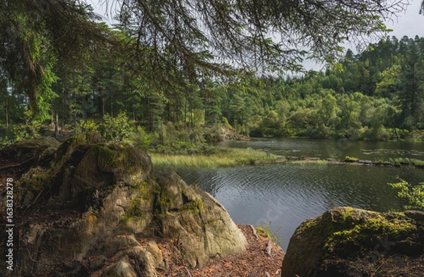 Obraz river in the forest