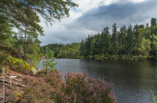 Obraz lake and forest