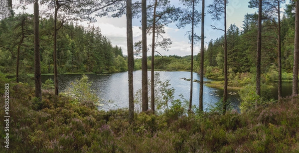 Obraz lake in the forest