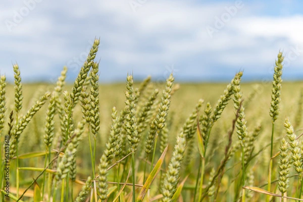 Obraz Ähren im Wind