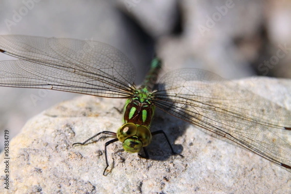 Obraz Libelle / Blaugrüne Mosaikjungfer