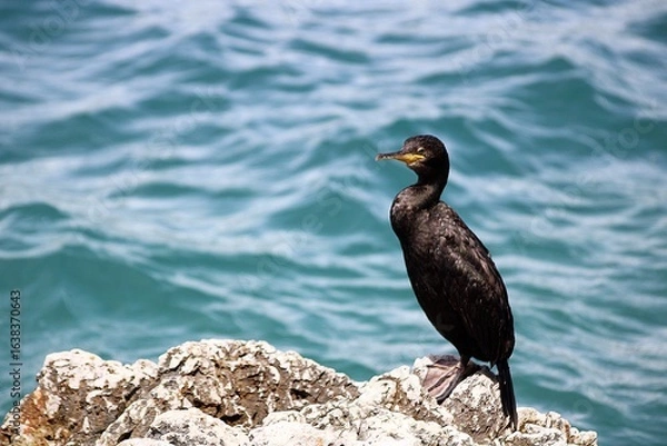 Obraz Cormorant on the beach