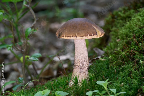 Fototapeta Leccinum pseudoscabrum mushroom in the moss. Known as Hazel Bolete. Edible mushrooms in the hornbeam forest.