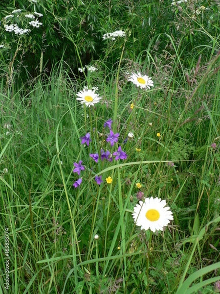 Fototapeta Field flowers