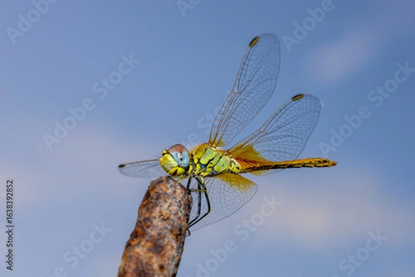 Obraz dragonfly on a branch