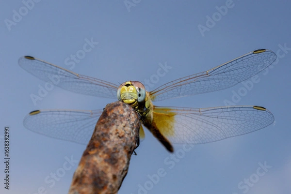 Obraz dragonfly on a branch