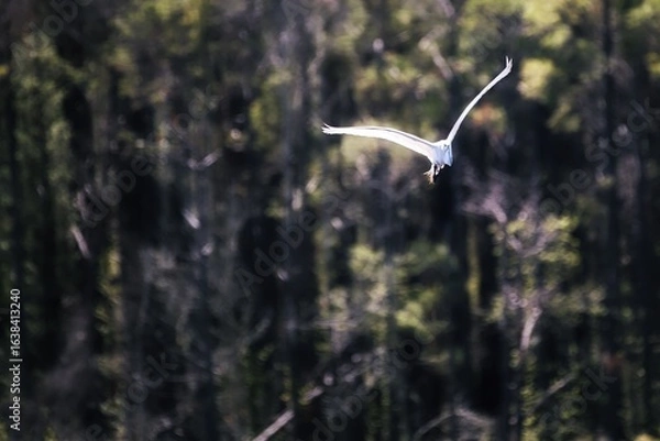 Obraz Great egret in flight with a blurred background.