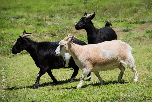 Obraz Goats in a green pasture.
