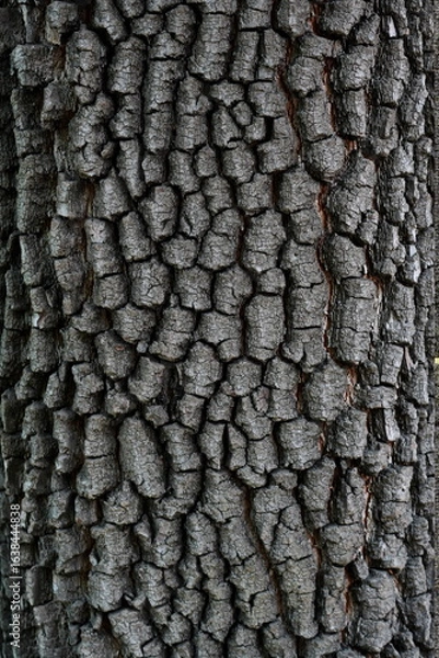 Fototapeta Closeup of brown tree bark with rough texture. Abstract pattern background.