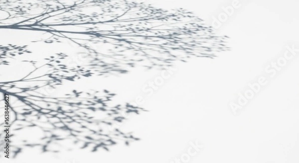 Fototapeta Delicate Tree Branch Shadow on White Wall, Minimalist Aesthetic, Natural Light